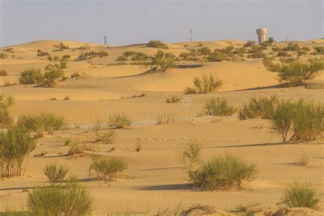 Sahara Desert Plants