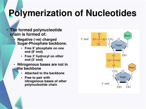 Structure of DNA and its function - презентация онлайн