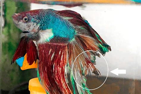 SunGrow Betta Fin Rot Treatment Catappa Indian Almond Leaves, Betta ...