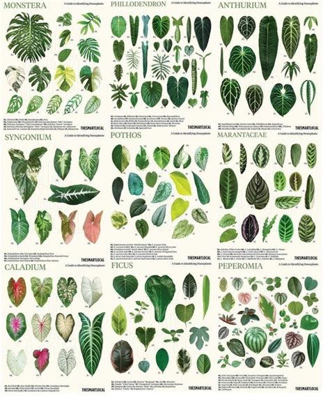 Common House Plant Guide. Found from Facebook.: coolguides | Common ...