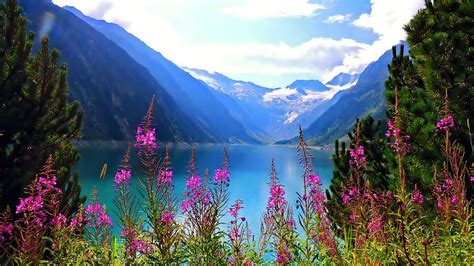 Beautiful Mountain Flowers | Beautiful Nature Mountain Lake Flowers ...