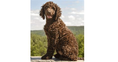 Irish Water Spaniel Breeders Australia | Irish Water Spaniel Info & puppies