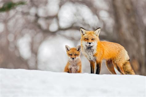 foxes, Cubs, Snow, Two, Fox Wallpapers HD / Desktop and Mobile Backgrounds