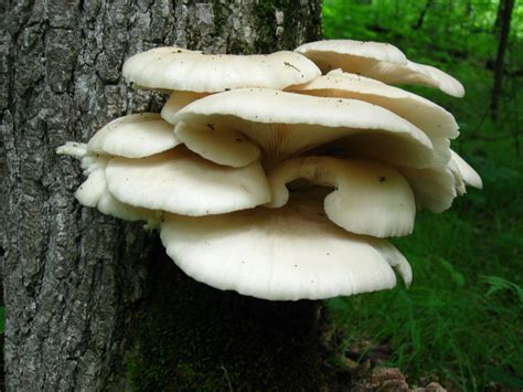 oyster-mushroom | Naturally Ottawa