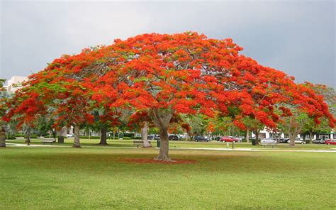 ROYAL POINCIANA TREE FOR SALE NORTH FORT MYERS