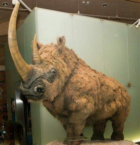 paleontologyworld.com on Instagram: “Woolly Rhinoceros The woolly ...