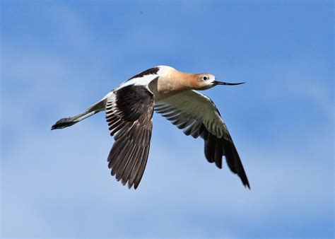 American Avocet in flight! | Smithsonian Photo Contest | Smithsonian ...