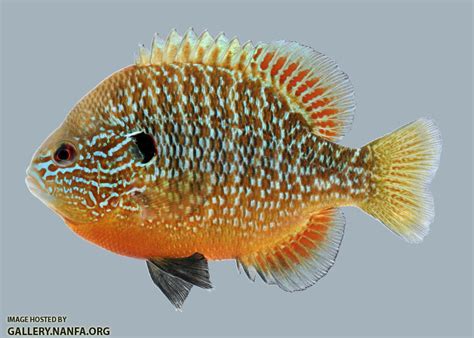 Lepomis Genus - Sunfishes - NANFA Forum