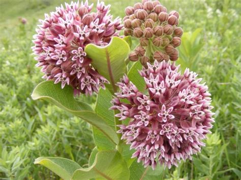 Milkweed: Mother's milk for monarch butterflies, but yield-robbing weed ...