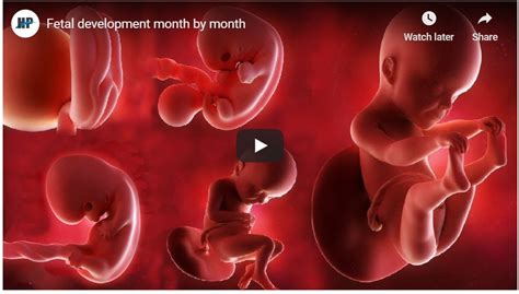 Baby Development Month By Month (VIDEO) :: American Pregnancy Association