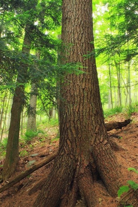 Free picture: wood, tree, nature, summer, evergreen, bark, fern, hill ...