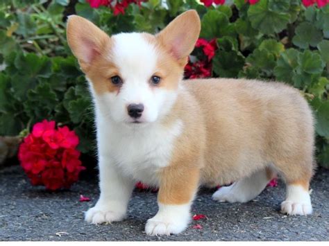 Pembroke Welsh Corgi Puppies For Sale | San Jose, CA #235883