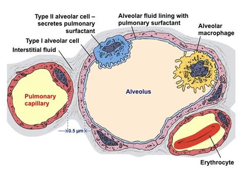 Pin en Chapter 22: Respiratory System