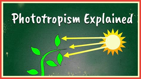 Phototropism Explained - YouTube