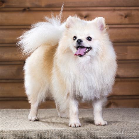 20 Popular & Cute Small Dog Breeds