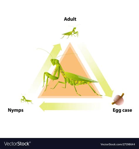 Life-cycle mantis Royalty Free Vector Image - VectorStock