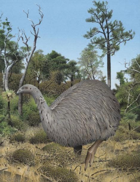 Eastern moa | New Zealand Birds Online | Extinct birds, Prehistoric ...