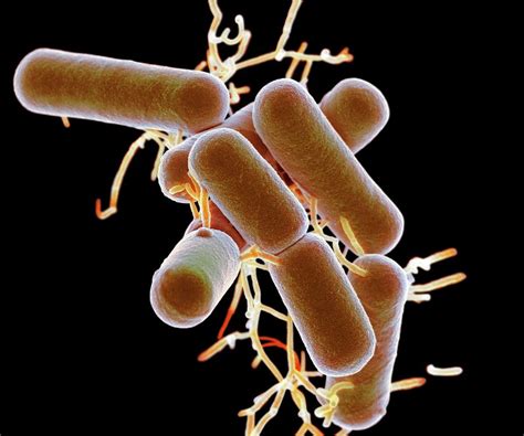 Lactobacillus Bacteria #1 Photograph by Science Photo Library - Fine ...