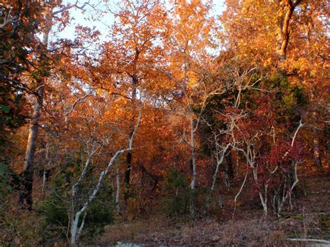 Great Outdoors: Searching for Fall Colors - Shawnee National Forest