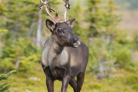 Whether caribou migrate or stay put is determined by genes that evolved ...