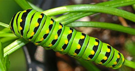 All Types Of Caterpillars