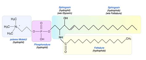 Sphingo-Phospholipid