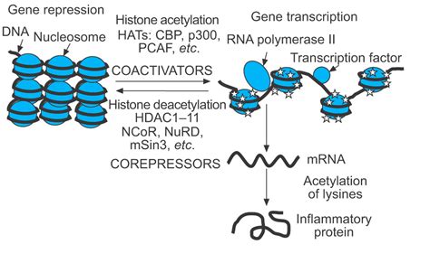 Histone acetylation and deacetylation: importance in inflammatory lung ...