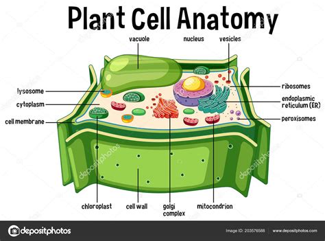 [DIAGRAM] Plant Cell Plant Cell Diagram Labeled - MYDIAGRAM.ONLINE