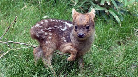 Cute alert! Meet the world's smallest deer species