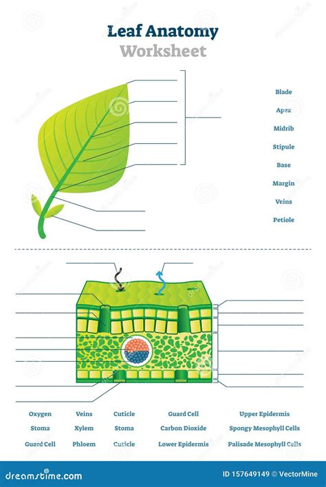 Leaf Structure And Function Worksheet