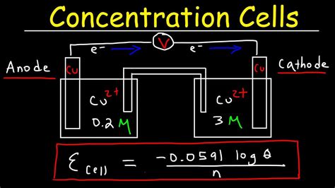 Which Compound Has the Highest Concentration in a Cell