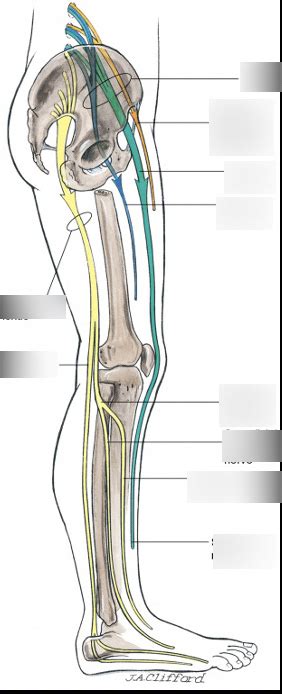 Regional: Ankle Blocks Diagram | Quizlet