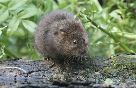 Water voles - People's Trust for Endangered Species