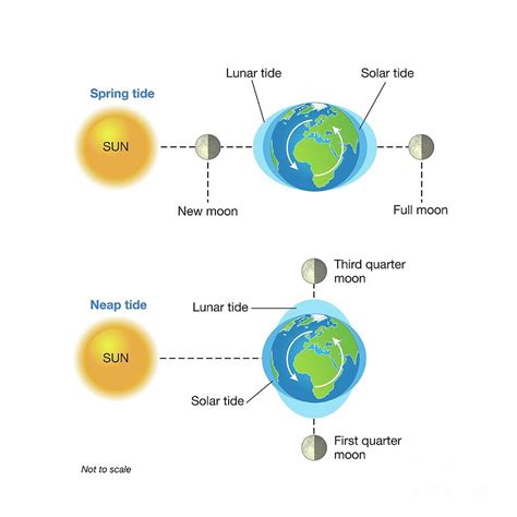 Spring And Neap Tides Photograph by Science Photo Library | Pixels