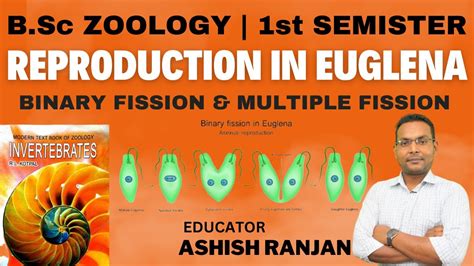 B.Sc Zoology | 1st Semester | Reproduction In Euglena - YouTube