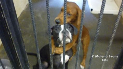 Georgia Dogs Photographed Hugging Inspires Rescue Before Euthanasia ...