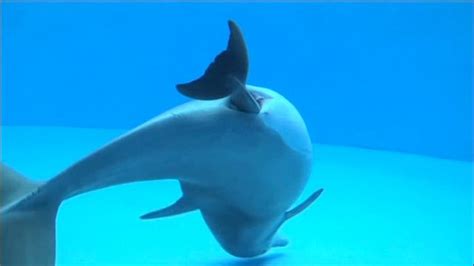 Dolphin giving birth caught on camera - video | Dolphins, Brookfield ...