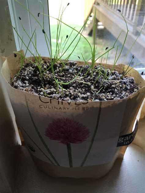 Chive Seed Propagation - How To Grow Chives From Seed | Gardening Know How