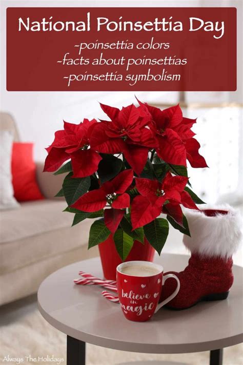 National Poinsettia Day - Poinsettia Colors, Symbolism, Facts & more!