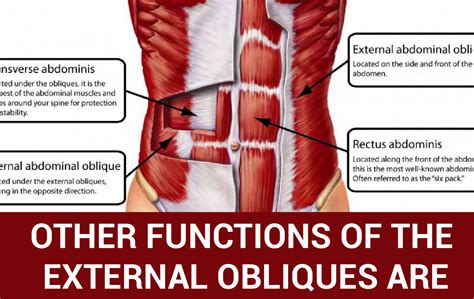 External Oblique Abdominal Muscle - Origin, Function and All