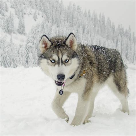 Siberian husky Ripley with color Wolf Grey - My Interests