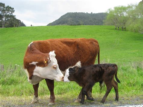 cows, Baby Animals, Animals, Field Wallpapers HD / Desktop and Mobile ...