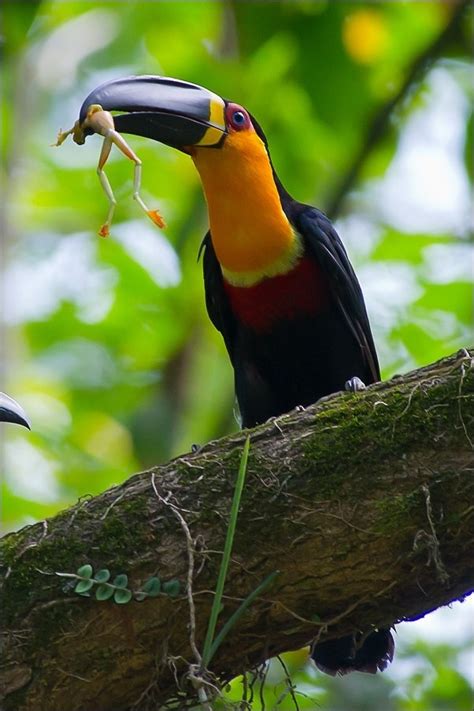 Why do toucans have big beaks, and what purpose does it serve? - Quora