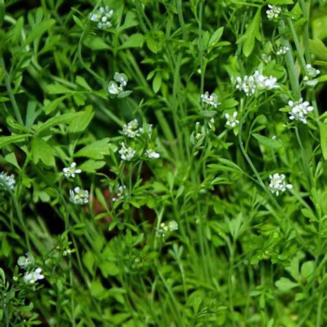 Cress - Lepidium Sativum - 50g aprox 20,000 Seeds - Sprouting Salad