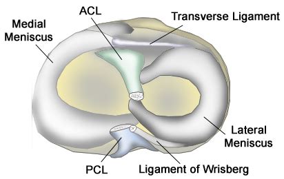 Meniscus - Knee & Sports - Orthobullets