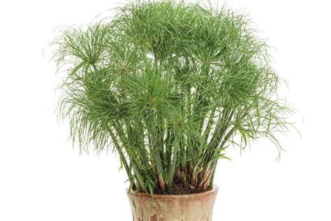 Growing Tips For ‘Prince Tut’ Cyperus Grass - Greenhouse Grower