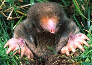 Facts About Moles | Live Science