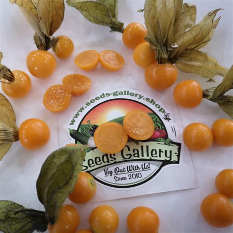 Cape Gooseberry Seeds (Physalis peruviana) - Price €1.75