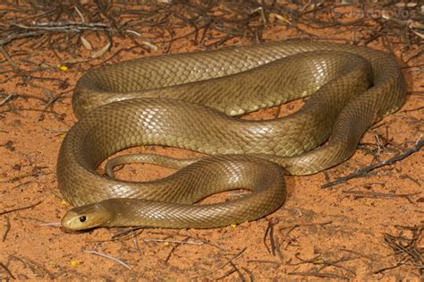 Central Ranges Taipan Facts and Pictures | Reptile Fact