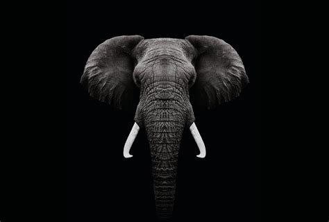 Dark Elephant - Wallpaper